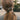 Amelie Barrette - Dark Tortoise